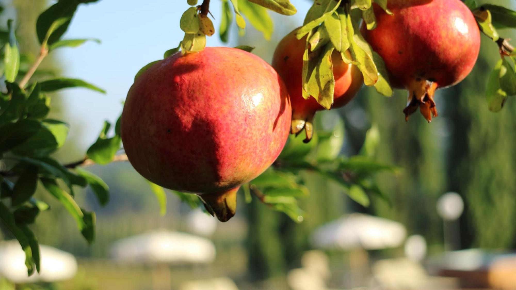 Agriturismo La Sovana Sarteano Kültér fotó